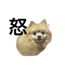 くうぷうぽんすけ2（個別スタンプ：22）