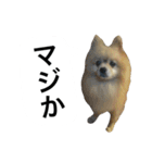 くうぷうぽんすけ2（個別スタンプ：23）