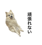 くうぷうぽんすけ2（個別スタンプ：25）