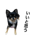 くうぷうぽんすけ2（個別スタンプ：27）