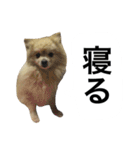 くうぷうぽんすけ2（個別スタンプ：28）