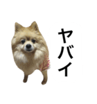 くうぷうぽんすけ2（個別スタンプ：29）