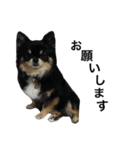 くうぷうぽんすけ2（個別スタンプ：30）