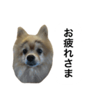 くうぷうぽんすけ2（個別スタンプ：32）