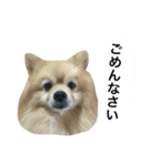 くうぷうぽんすけ2（個別スタンプ：35）