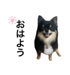 くうぷうぽんすけ2（個別スタンプ：36）