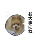 くうぷうぽんすけ2（個別スタンプ：38）