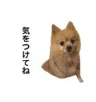 くうぷうぽんすけ2（個別スタンプ：40）