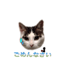 お豆姫（個別スタンプ：8）