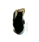 黒猫#チャム（個別スタンプ：5）