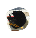 黒猫#チャム（個別スタンプ：7）