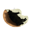黒猫#チャム（個別スタンプ：8）