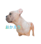 ブルドッグちゃん16（個別スタンプ：4）