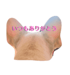 ブルドッグちゃん16（個別スタンプ：13）