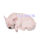 ブルドッグちゃん16（個別スタンプ：16）