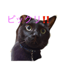 黒猫ラカさんの顔芸（個別スタンプ：3）