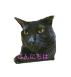 黒猫ラカさんの顔芸（個別スタンプ：4）