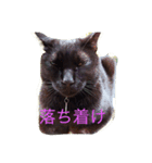 黒猫ラカさんの顔芸（個別スタンプ：6）