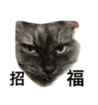 urara of a cat and boyakey（個別スタンプ：1）