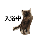 urara of a cat and boyakey（個別スタンプ：5）