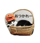 urara of a cat and boyakey（個別スタンプ：6）