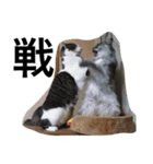 urara of a cat and boyakey（個別スタンプ：10）