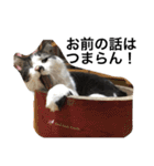 urara of a cat and boyakey（個別スタンプ：11）