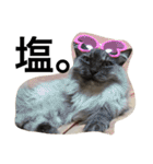 urara of a cat and boyakey（個別スタンプ：13）