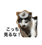 urara of a cat and boyakey（個別スタンプ：17）