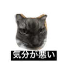 urara of a cat and boyakey（個別スタンプ：19）