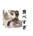 urara of a cat and boyakey（個別スタンプ：25）