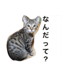 urara of a cat and boyakey（個別スタンプ：27）