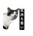 urara of a cat and boyakey（個別スタンプ：32）