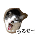 urara of a cat and boyakey（個別スタンプ：33）