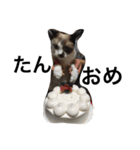 urara of a cat and boyakey（個別スタンプ：34）