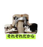 urara of a cat and boyakey（個別スタンプ：35）