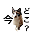 urara of a cat and boyakey（個別スタンプ：36）