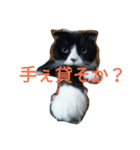 ハチワレにゃんこの はむちこ（個別スタンプ：3）