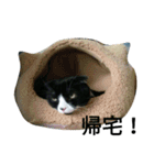 ハチワレにゃんこの はむちこ（個別スタンプ：4）