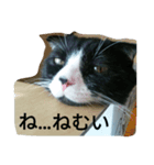 ハチワレにゃんこの はむちこ（個別スタンプ：12）