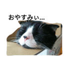 ハチワレにゃんこの はむちこ（個別スタンプ：13）