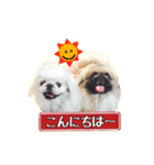 ペキニーズ Nana ＆ Haku（個別スタンプ：2）