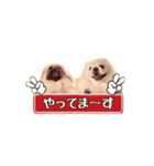 ペキニーズ Nana ＆ Haku（個別スタンプ：3）