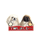 ペキニーズ Nana ＆ Haku（個別スタンプ：5）