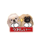 ペキニーズ Nana ＆ Haku（個別スタンプ：10）