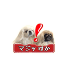 ペキニーズ Nana ＆ Haku（個別スタンプ：11）