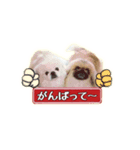 ペキニーズ Nana ＆ Haku（個別スタンプ：12）