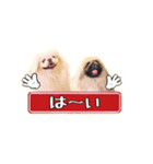 ペキニーズ Nana ＆ Haku（個別スタンプ：13）