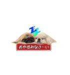ペキニーズ Nana ＆ Haku（個別スタンプ：16）