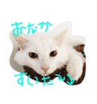 ちゃーみー（個別スタンプ：1）